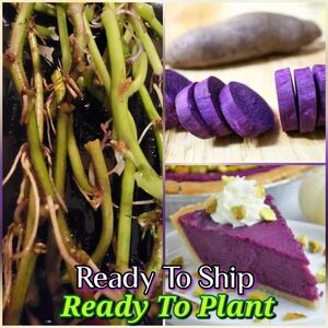 6-8 Purple Sweet Potatoe Slips/ Cuttings